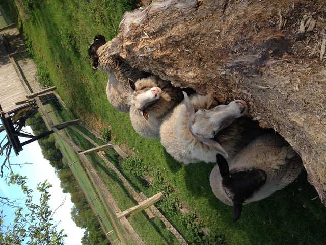 Unsere Schafe