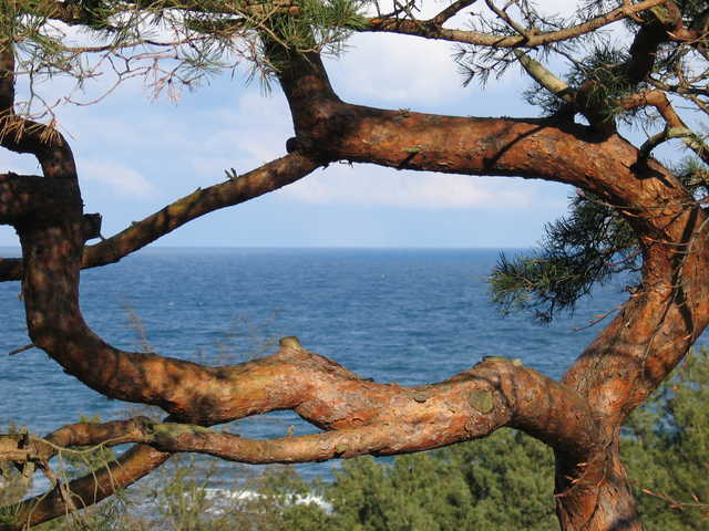 Blick vom Selliner Forst auf die Ostsee