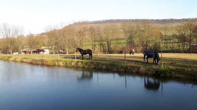 Pferdekoppel am Mühlsee neben dem Haus