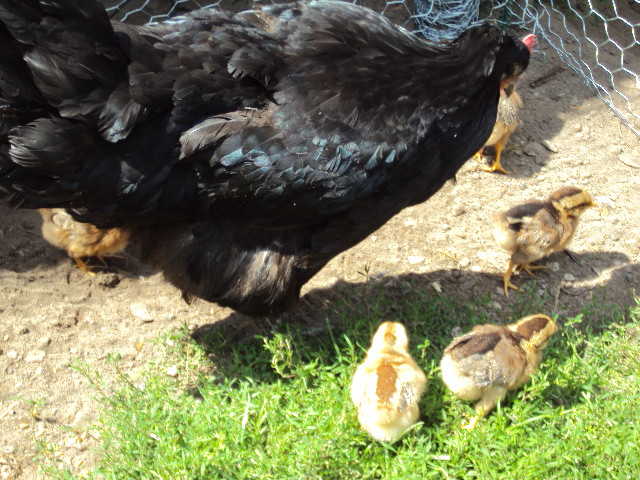 Küken und Henne auf dem Hof