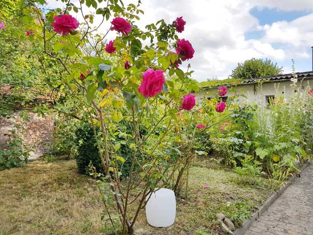 Garten im Innenhof mit hübschen Rosen