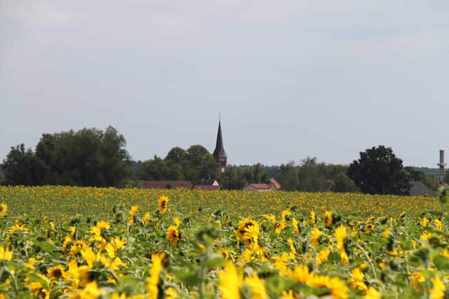 Sonnenblumen mit Zernikow im Hintergrund