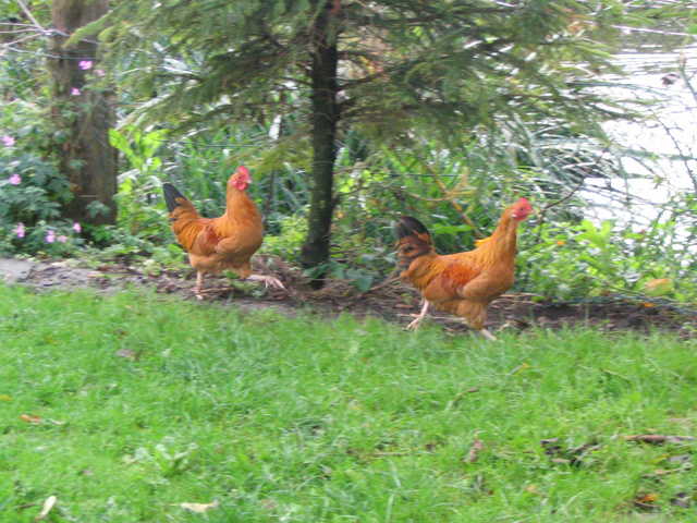 Frei laufende Hühner im Garten auf dem Ferienho...
