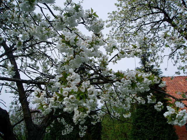 Kirschblüte im Mai