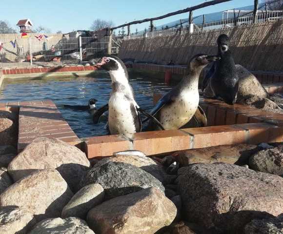 Pinguine im Müritztierpark