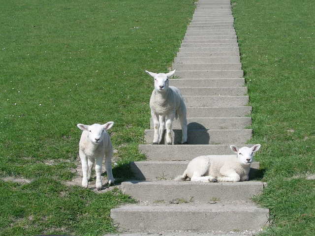 Schafe am auf einem Deichübergang.