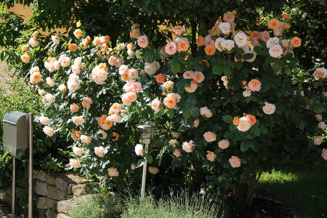Die Rosen im Garten
