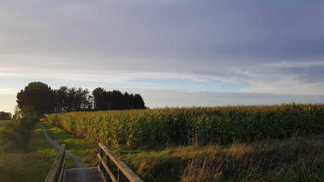 Landschaft in Ostfriesland