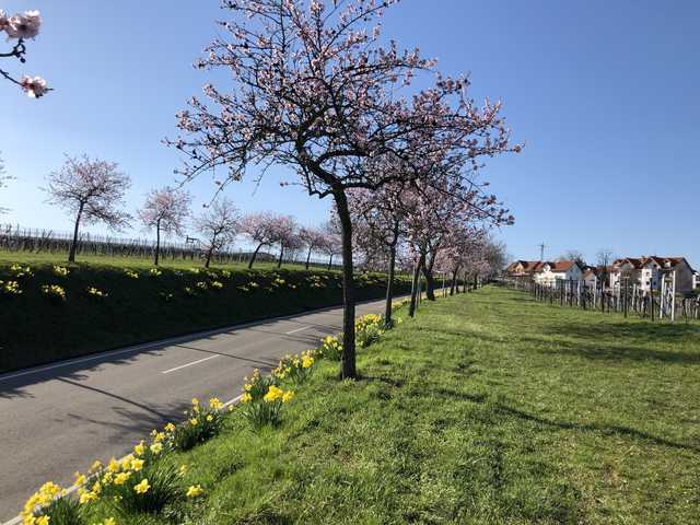 Auffahrt nach Nußdorf mit Mandelbäumen
