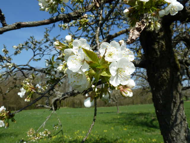 Kirschblüte am Walberla