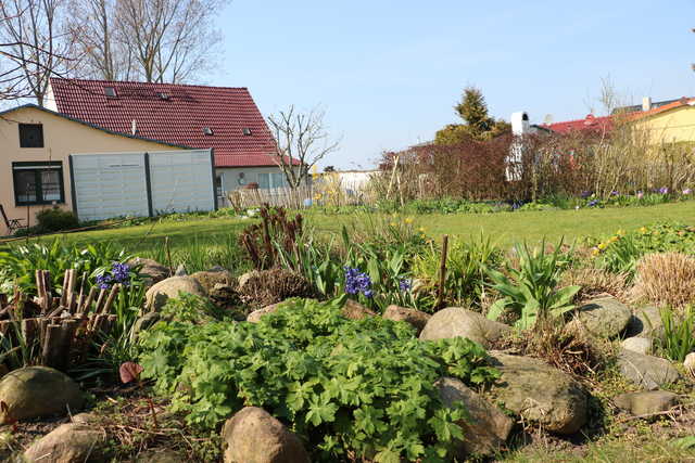 Frühling: Hyazinthen in der Beetinsel im Garten...