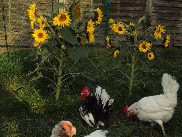 Hühnerhof im Garten