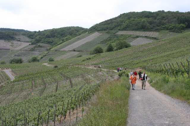 Weinwanderung am Rhein
