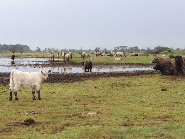 Rinder auf der Birk