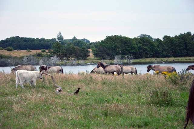 Naturschutzgebiet Geltinger Birk mit Wildpferden