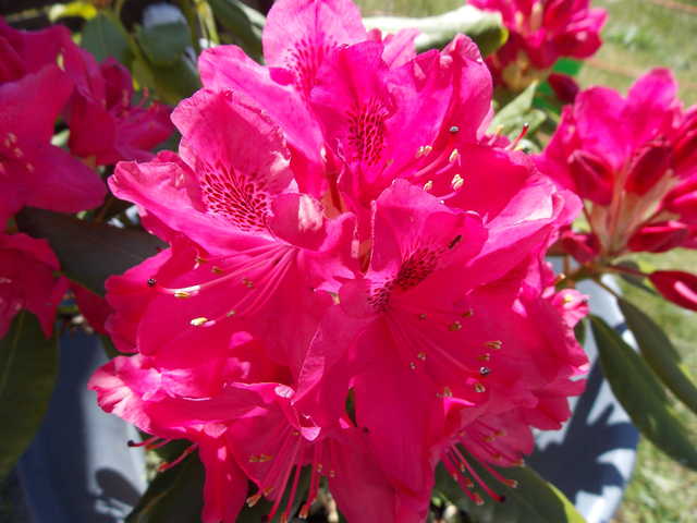 Unser Grundstück - Rhododendron
