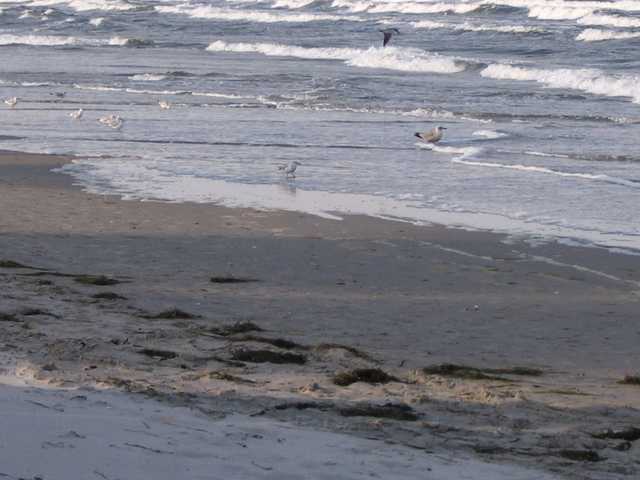 Wellen und Möwen an der Ostsee