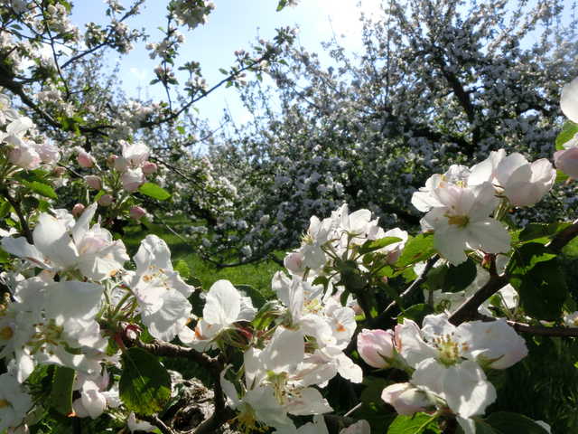 Entdecken Sie Buxtehudes Umgebung: zur Apfelblü...
