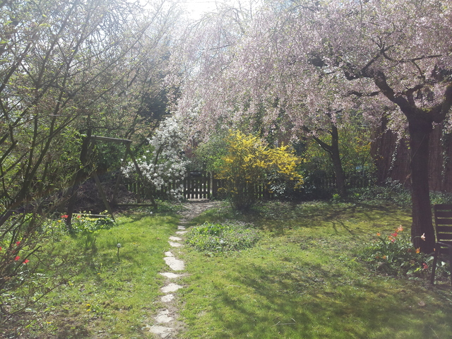 Garten im Frühjahr mit der japanischen Zierkirs...