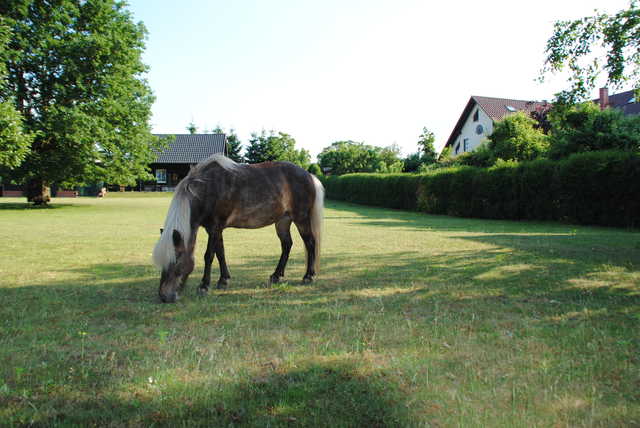Pferd auf der Wiese vor dem Haus