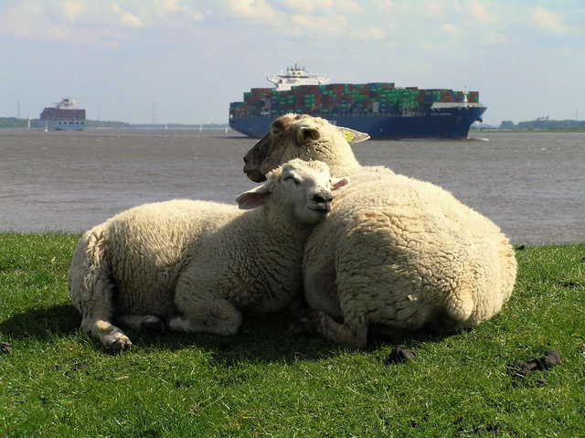weidende Schafe direkt vor der Nase