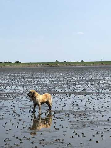 Wattenmeer mit Hund