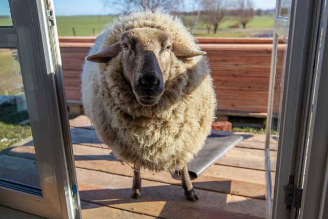 Schaf auf der Terrasse