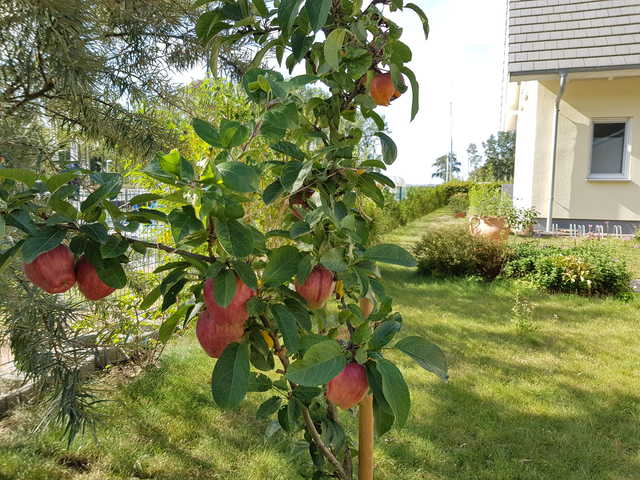 Apfelbaum im Garten, idyllische Umgebung, genie...