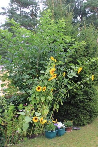 Sonnenblumen im Garten