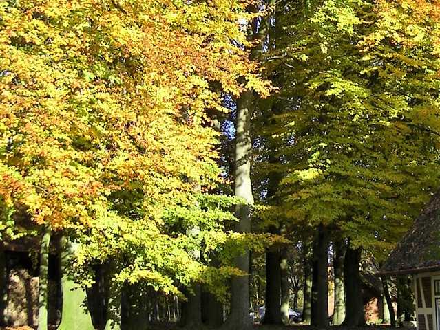 Herbstzauber in unserem Buchen- und Eichenwald ...