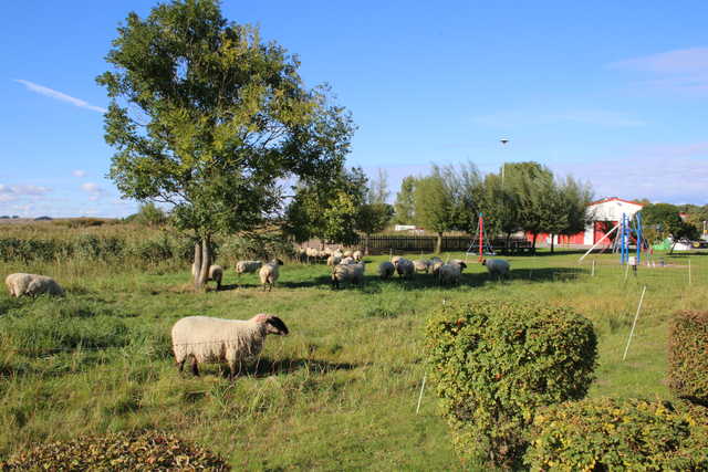 Schafe auf der gegenüberliegenden Wiese