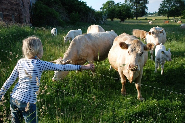 Unsere Mutterkühe grasen gleich hinter dem Zaun
