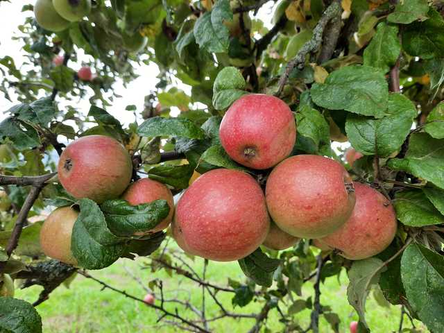 Odenwälder Äpfel
