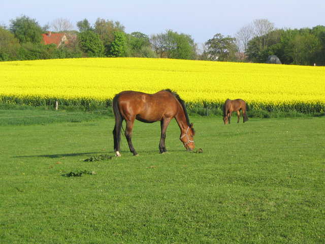 Pferde auf der Koppel mit Rapsblüte