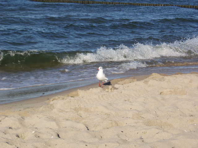 Ostseestrand - feiner Sand und sehr gute, geprü...