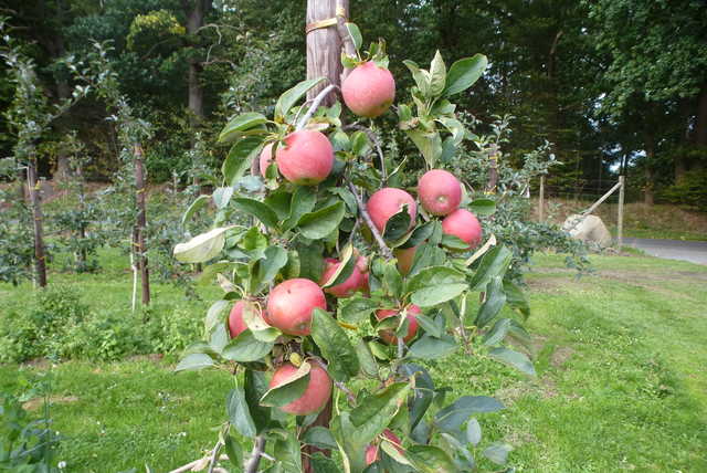 Apfelernte in Nachbars Apfelplantage