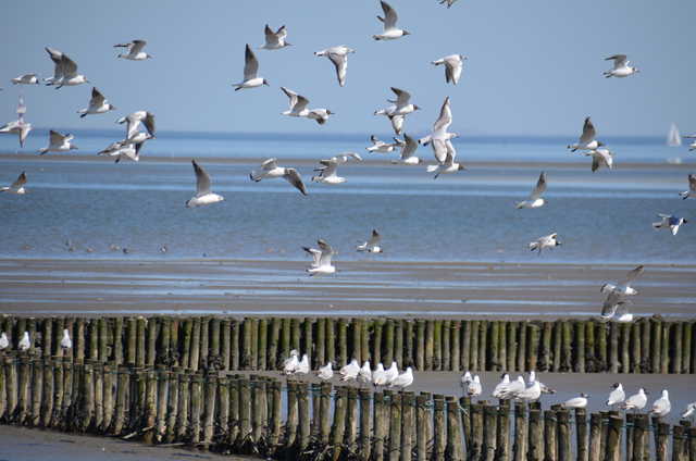 Zugvögel besuchen das Wattenmeer
