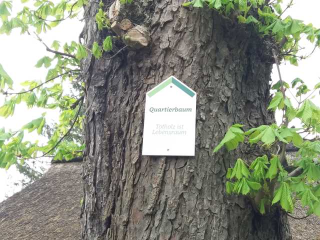 Quartierbaum - Totholz ist Lebensraum
