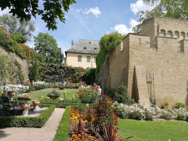 Rosengarten am Schloss in Eltville am Rhein